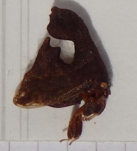 Cladonota sp.